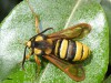 Lépidoptère_Sesiidae - Sesia apiformis _ La Sésie frelon
