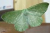 La Grande Naïade , La Géomètre papillonaire - Geometra papilionaria _ geometridae