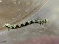 Lepidoptera_Geometridae - Cleorodes lichenaria (Chenille de La Boarmie des lichens)