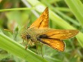 Lepidoptera_Hesperiidae - Ochlodes sylvanus _ La Sylvaine (mâle)