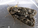 Lepidoptera_Noctuidae - Acronicta (viminia) rumicis _ La Cendrée noirâtre