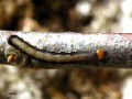 Lepidoptera_Noctuidae - Anorthoa munda ( La Proprette,L‘Orthosie picotée )