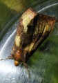 Lepidoptera_Noctuidae - Diachrysia chrysitis _ Le Vert-Doré_JPG