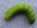 Lepidoptera_Noctuidae - Orthosia cerasi ( chenille de La Téniocampe constante , L‘Orthosie du cerisier)