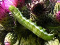 Lepidoptera_Noctuidae - Orthosia gothica ( Chenille de La Gothique )