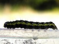 Lepidoptera_Noctuidae - Orthosia miniosa ( La Téniocampe peinte)