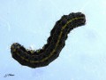 Lepidoptera_Noctuidae - Ortosia miniosa ( La Téniocampe peinte , L‘Orthosie rougeoyante)