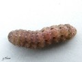 Lepidoptera_Noctuidae - Polymixis lichenea (Chenille de La Noctuelle couleur de lichen)