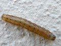 Lepidoptera_Noctuidae - Polymixis lichenea ( Chenille de La Noctuelle couleur de lichen)