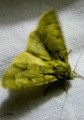 Lepidoptera_Noctuidae - Triaena sp ( psi ou tridens)