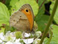Lepidoptera_Nymphalidae(Satyrinae) - Maniola jurtina _ femelle _ Le Mirtil