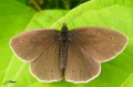 Lepidoptera_Satyrinae - Aphantopus hyperantus _ Le Tristan _ mâle