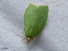 Lepidoptera_Tortricidae - Tortrix viridana _ La Tordeuse verte du Chêne