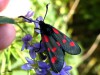 Lepidoptera_Zygaenidae - Zygaena trifolii ( La zygène du trèfle) Hétérocère volant le jour.