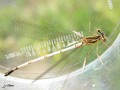 Odonata_Platycnemididae - Platycnemis pennipes (Pennipatte bleuâtre ou Agrion à larges pattes) femelle immature
