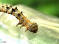 Phigalia pilosaria - La Phalène velue (Tête)