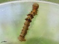 Phigalia pilosaria - La Phalène velue , La phigalie velue _ geometridae