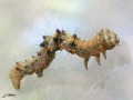 Phigalia pilosaria(Apocheima) - La phalène velue,La Phigale velue_geometridae