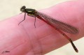 Pyrrhosoma nymphula - Nymphe au corps de feu_ jeune mâle