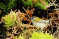 Roitelet à triple bandeau ( Firecrest ) - Regulus ignicapillus