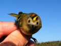 Roitelet huppé - Regulus regulus _ face (crête rouge mâle)