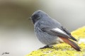 Rougequeue noir (Black Redstart) - Phoenicurus ochruros _ mâle