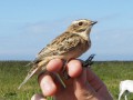 Tarier des prés ( Whinchat ) - Saxicola rubetra