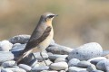 Traquet motteux ( Wheatear ) - Œnanthe œnanthe