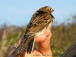    Bruant Nain - Emberiza pusilla _ Embérizidés