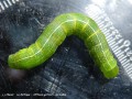    La Gothique - Orthosia gothica _ noctuidae (1451)