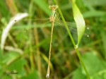    Lestidae _ Leste barbare(Leste sauvage) - Lestes barbarus _ mâle