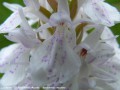  La Dactylorhize Maculée - Dactylorhiza maculata