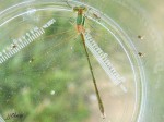  Lestidae _ Leste barbare(Leste sauvage) - Lestes barbarus _ mâle