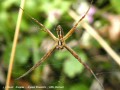 Araignée - Argiope bruennichi _ mâle (dessous)