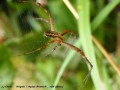 Araignée - Argiope bruennichi _ mâle (dessus)