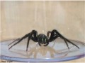 Segestriidae - Segestria florentina _ femelle