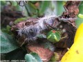 Araignée Courge - Araniella cucurbitina _ vue de derrière