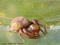 Araignée Crabe _ Thomisidae _ ne tisse pas de toile , chasse à l‘affût