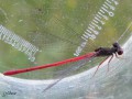 Ceriagrion _ Cériagrion délicat(Agrion délicat) - Ceriagrion tenellum _ mâle