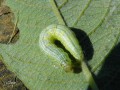 Chenille de La Cheimatobie hiémale , La Phalène brumeuse - Operophtera brumata