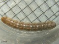 Chenille de La Moisonneuse , La Noctuelle des moissons - Agrotis segetum _ Noctuidae (1564)