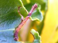 Chenille de La Phalène sillonnée  - Hemithea aestivaria _ Geometridae-(125)