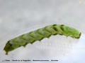 Chenille de La Polygonière - Melanchra persicariae _ Noctuidae(1382)