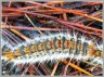 Chenille de La Processionnaire du Pin , Le Bombyx pityocampa - Thaumetopoea processionea _ Notodontidae