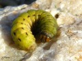 Chenille du Hibou - Noctua pronuba _ Noctuidae