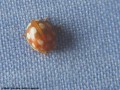 Coccinelle - Adalia 10-punctata