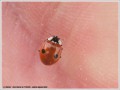 Coccinelle à 2 Points - Adalia bipunctata