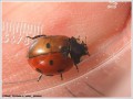 Coccinelle à 7 points