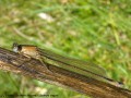 Ischnure élégante - Ischnura elegans (femelle immature ...