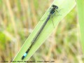 Ischnure élégante - Ischnura elegans _ mâle immature